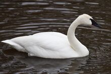 Trumpeter swan2.jpg