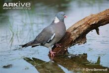 Woodpigeon.jpg