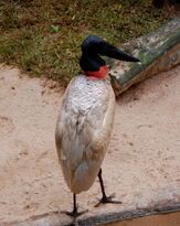 800px-Jabiru mycteria -Parque das Aves, Foz do Iguacu, Brazil -back-8a.jpg