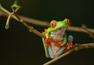 Red-Eyed Tree Frog as Toad