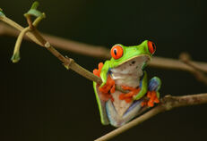 Agalychnis callidryas.jpg