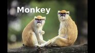 BEBDWA Patas Monkey