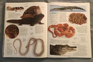 DK Encyclopedia Of Animals (139)