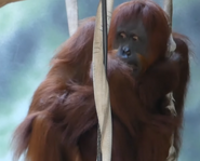 Fort Wayne Children's Zoo Orangutan