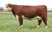 Hereford cow.jpg