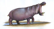 Hippopotamus antiquus.jpg
