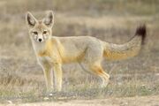 Kit Fox