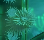 Long spine urchin