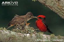 Male-vermilion-flycatcher-giving-an-insect-to-female-for-young-in-nest.jpg