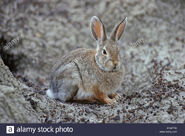 Mountain Cottontail as Dweeb