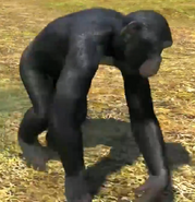 Nigeria-cameroon-chimpanzee-zootycoon3