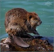 North American Beaver in Oregan