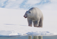 Polar-bear-planet-zoo