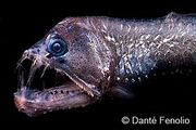 Viperfish-closeup-se48.jpg