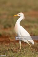 Western Cattle Egret