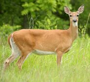 Northern White-Tailed Deer as Parasaurolophus