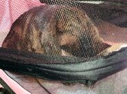 Grisette in a cat stroller