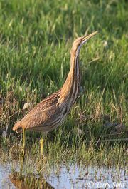 American bittern 1.jpg