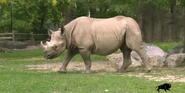 Eastern Black Rhinoceros as Triceratops
