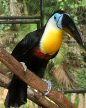 Channel-billed toucan t t.jpg