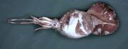Colossal Squid.jpg