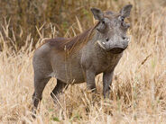 Central African Warthog as Pentaceratops