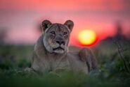 Congo Lioness (V2)