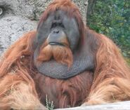 Sumatran Orangutan