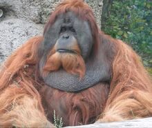 Orangutan, Sumatran.jpg