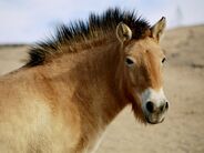 Przewalski's Horse as Opisthocoelicaudia