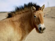 Przewalski's Horse as Plains Zebra