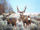 Rocky Mountain Mule Deer