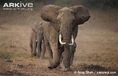 African-elephants-walking.jpg (64 KB)