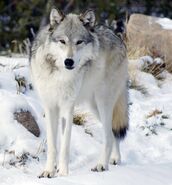 Canis lupus occidentalus