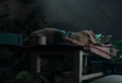 Cotton Tail taking a nap