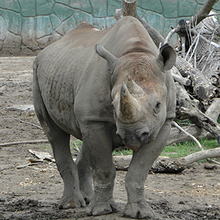 Eastern Black Rhinoceros.png
