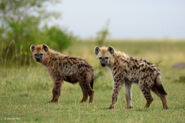 Male and female eastern spotted hyenas