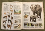 Usborne World Wildlife- Grassland Wildlife (3).jpeg (2.1 MB)