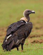 White-rumped vulture.jpg