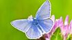 Common Blue Butterfly