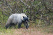 Glacier Bear