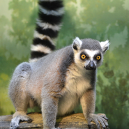 Akron Zoo Ring-Tailed Lemur