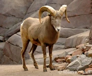 Bighorn Sheep (Ovis canadensis).jpg (65 KB) Bighorn Sheep