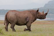 Black Rhino Bull