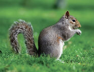 Eastern Grey Squirrel