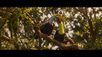 Jungle Cruise Yellow-Throated Toucan