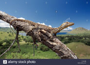 Komodo Dragon Hatchling