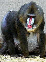 Mandrillius sphinx.jpg