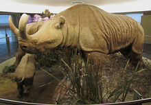 Megacerops models.jpg