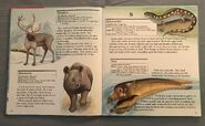 My First Book of Animals from A to Z (24)